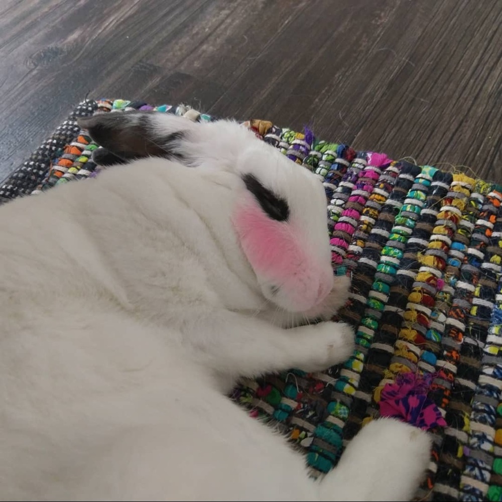 Meet your Posher, Bunnie